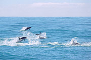 Picture 'Nz2_11_8 Dolphin, Dusky Dolphin, New Zealand, Kaikoura'
